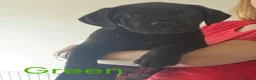 Cane Corso dogs for sale: *Ready to leave* Cane Corso puppys  - Advert 9