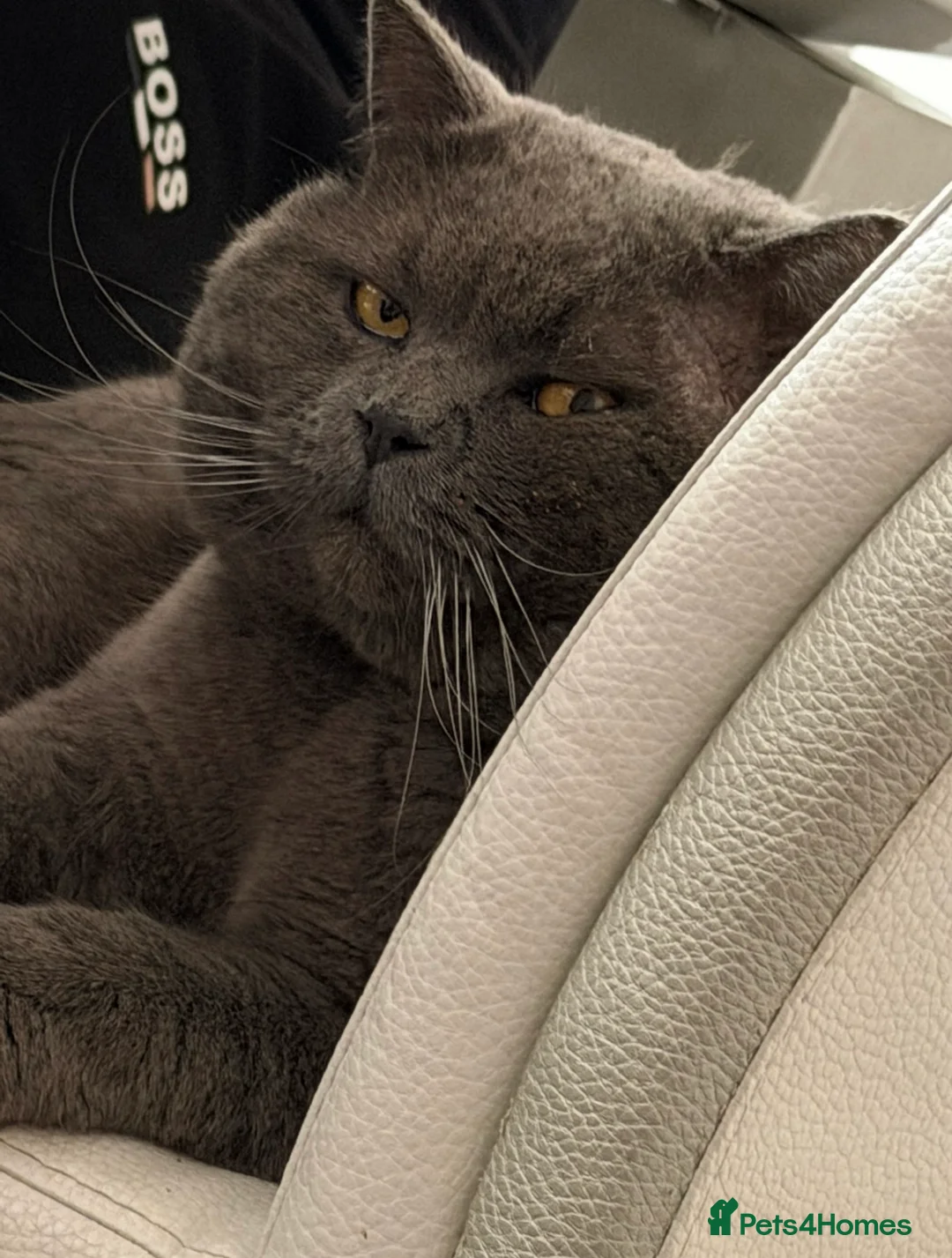 British Shorthair cats for sale: British shorthair boy - Advert 1