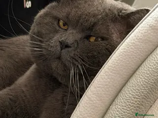 British Shorthair cats British shorthair boy - Advert 1