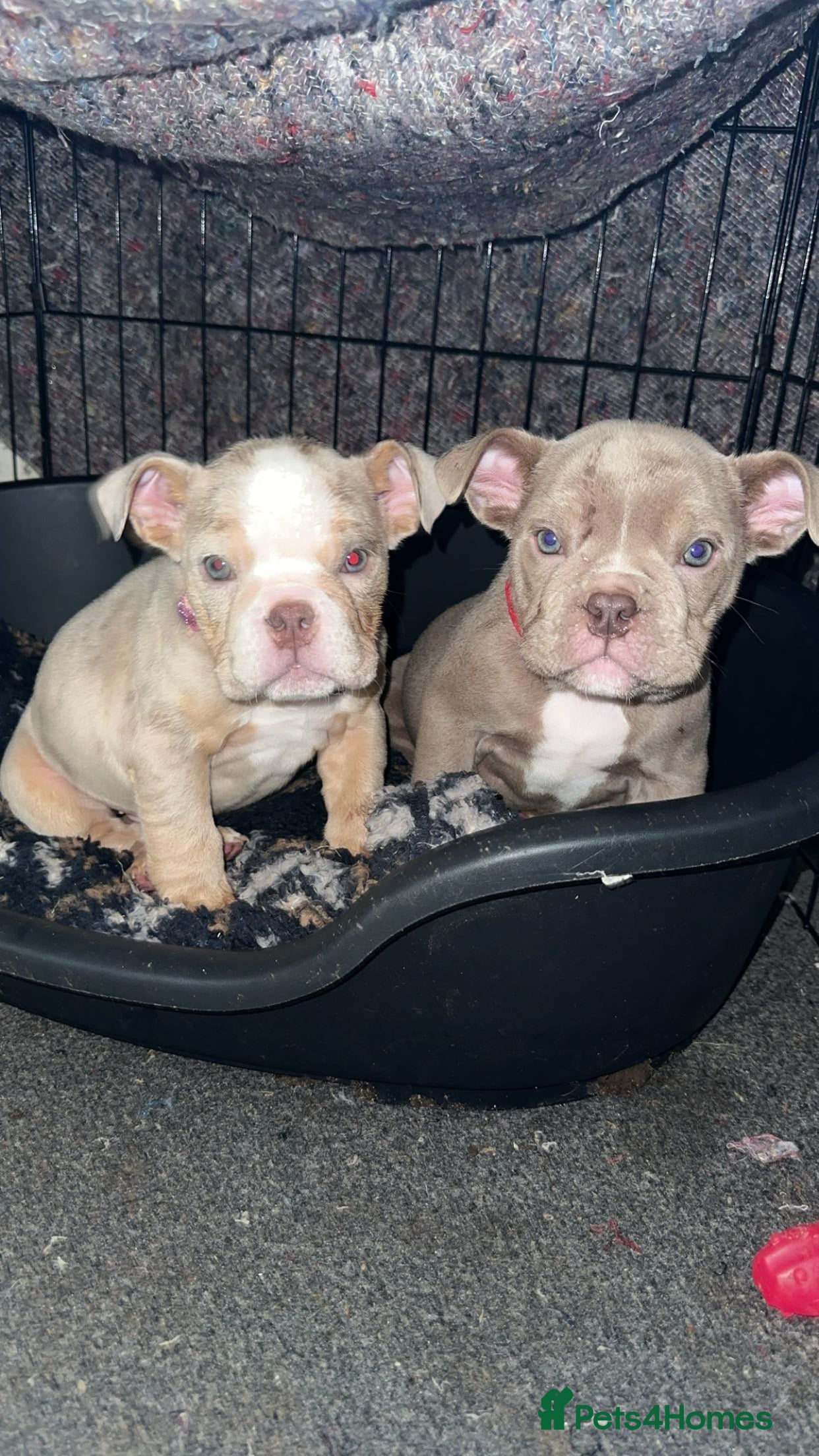 English Bulldog dogs PEDIGREE ENGLISH BULLDOG WITH AMERICAN BLOODLINE - Advert 1