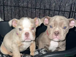 English Bulldog dogs PEDIGREE ENGLISH BULLDOG WITH AMERICAN BLOODLINE - Advert 6