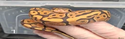 Python Snake reptiles for sale: Hatchling Royal Python's Females  - Advert 14