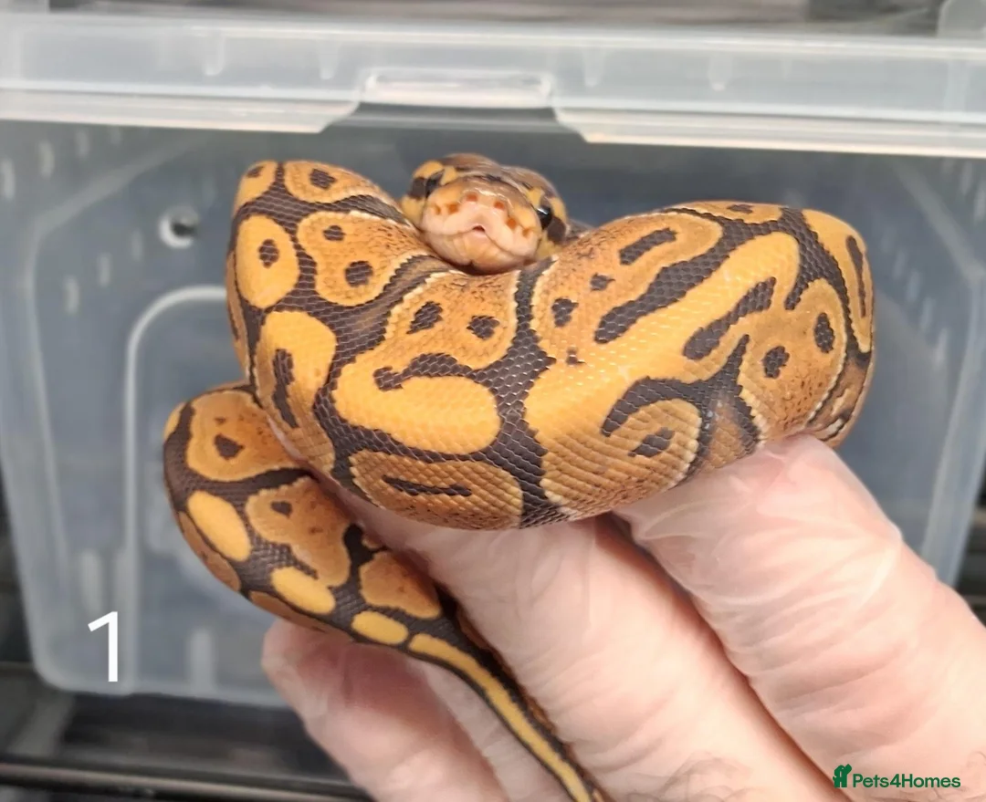 Python Snake reptiles for sale: Hatchling Royal Python's Females  - Advert 14