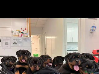Rottweiler dogs 2girls left. Chunky kc rottweilers - Advert 11