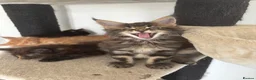 Maine Coon cats for sale: 7 adorable Pure Bred Mainecoon - Advert 3