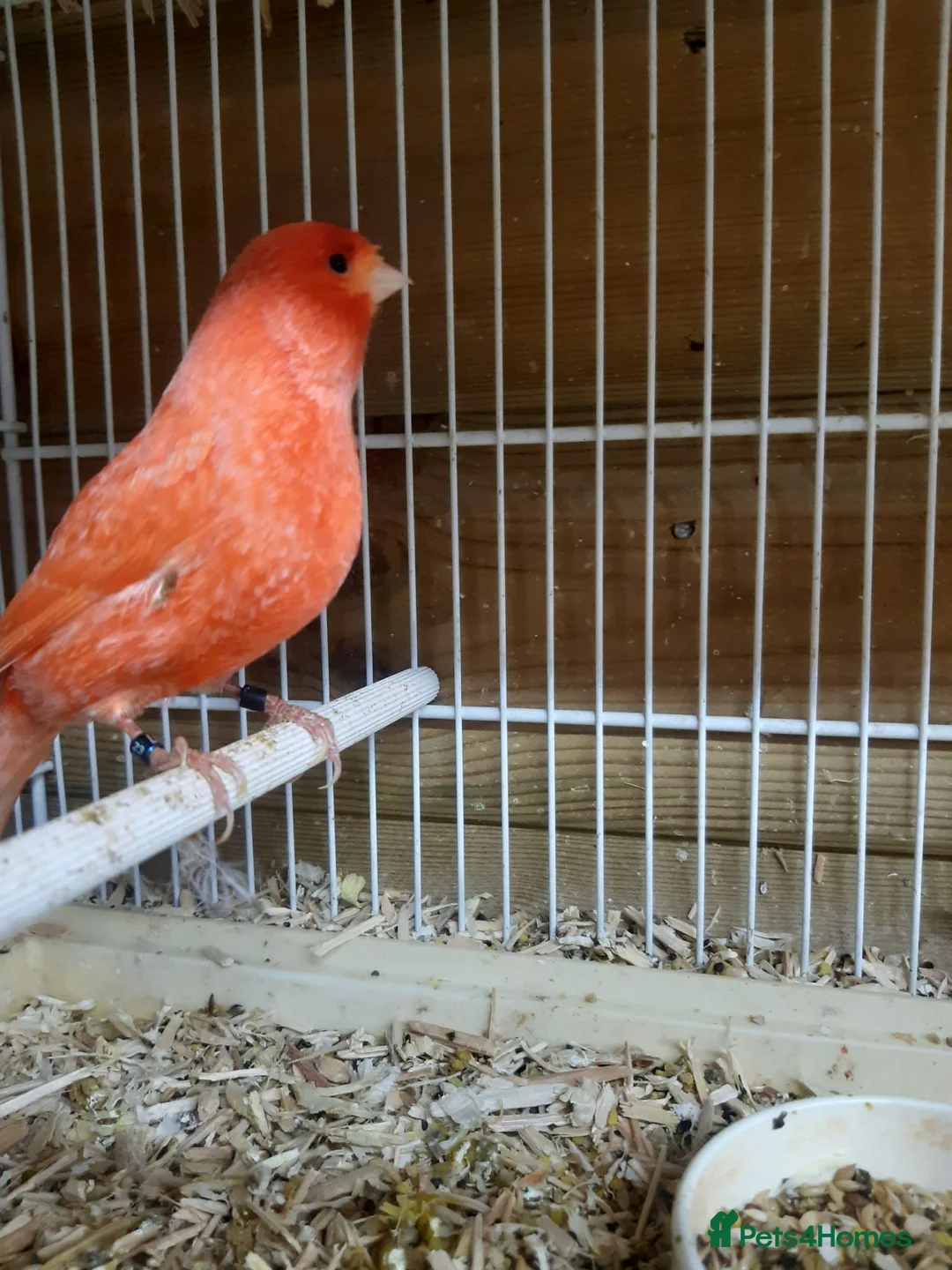 Canaries birds for sale: Canaries for sale in Manchester - Advert 1