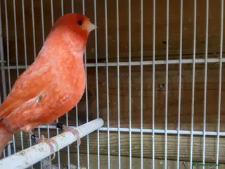 Canaries birds Canaries for sale - Advert 14