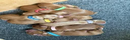 Cocker Spaniel dogs for stud: Working Cocker Spaniel , Cear PRA, FN AMS,PP - Advert 11