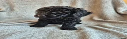 Miniature Poodle dogs for sale: Ready now! Only 2 girls left  - Advert 14