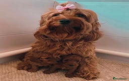 Cockapoo dogs for sale: Extensively health tested F1b Faux red cockapoo - Image 5