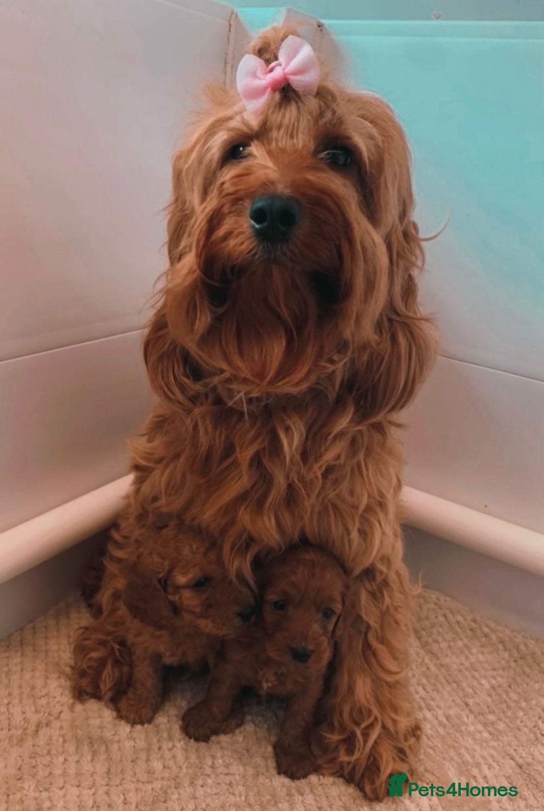 Cockapoo dogs for sale: Extensively health tested F1b Faux red cockapoo - Image 5
