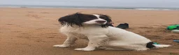 English Springer Spaniel dogs for sale: Springer Spaniel Puppies – 3 Girls Available - Advert 6