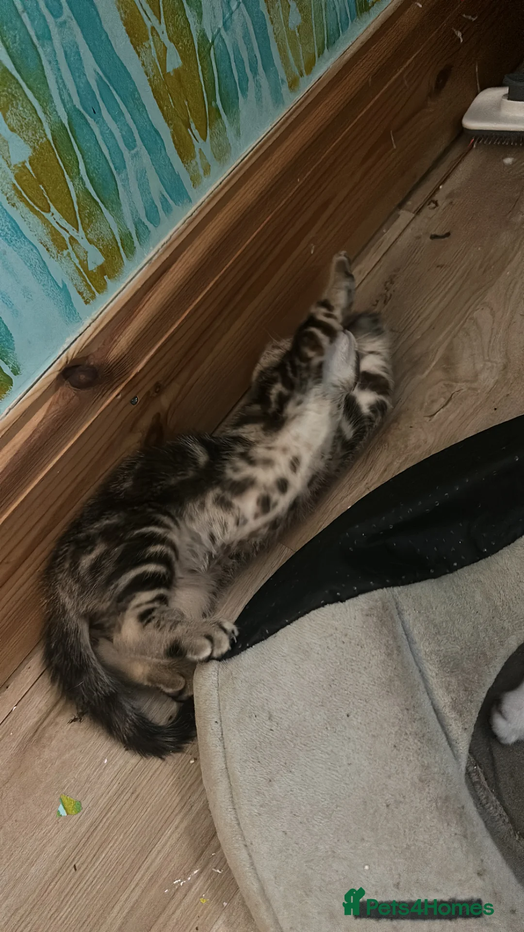 Mixed Breed cats for sale: Persian tabby - Advert 2