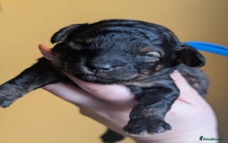 Toy Poodle dogs for sale: Sable/augoti toy poodle  - Image 4