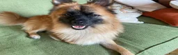 Mixed Breed dogs for sale:     German Spitz x Pomeranian | Loving Family Dog  in London - Advert 7