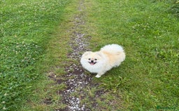 Pomeranian dogs for stud: Pomeranian Stud 1yr - Image 1