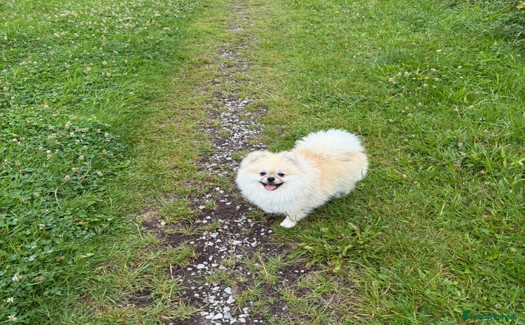 Pomeranian dogs - Advert 1