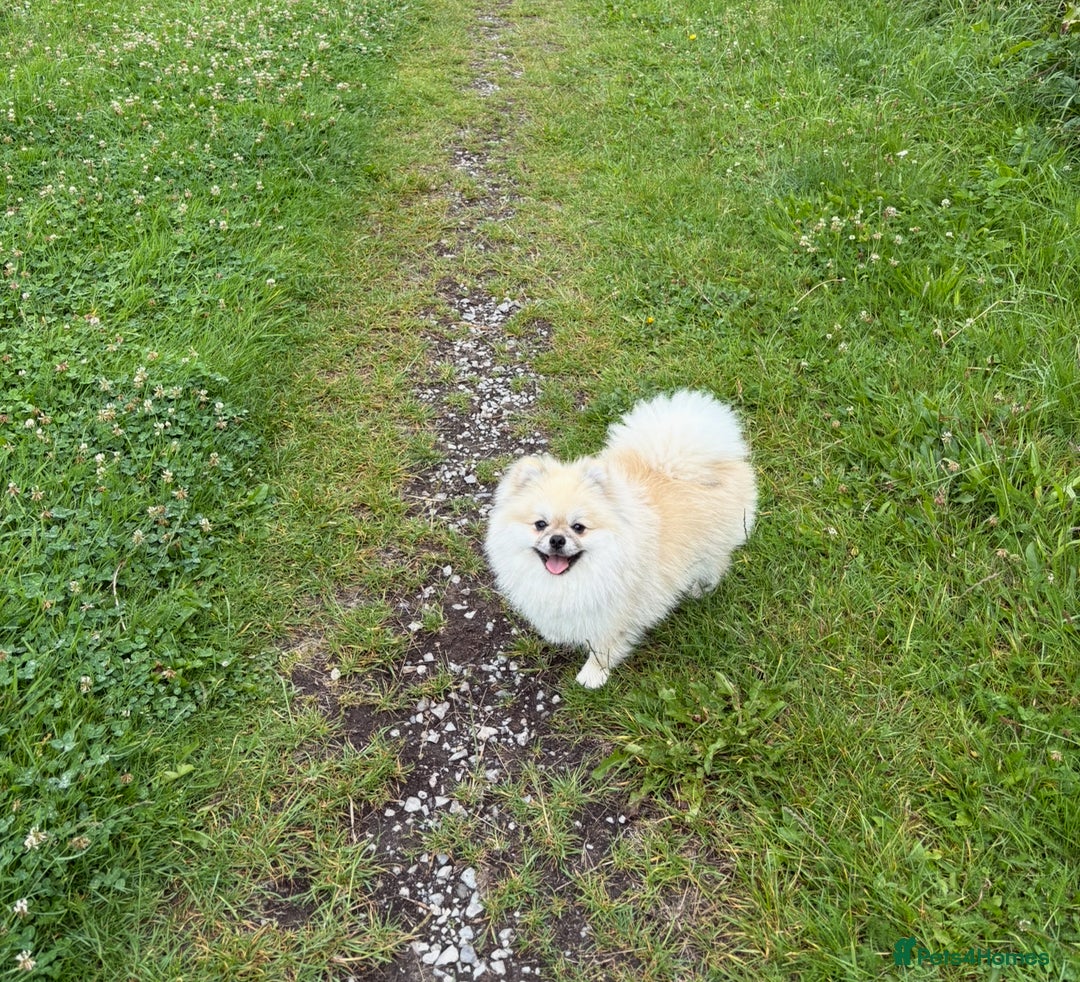 Pomeranian dogs for stud: Pomeranian Stud 1yr - Image 1