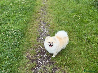 Pomeranian dogs - Advert 5