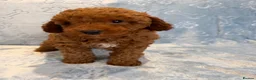 Toy Poodle dogs for sale: Beautiful health tested toy poodles  - Advert 1