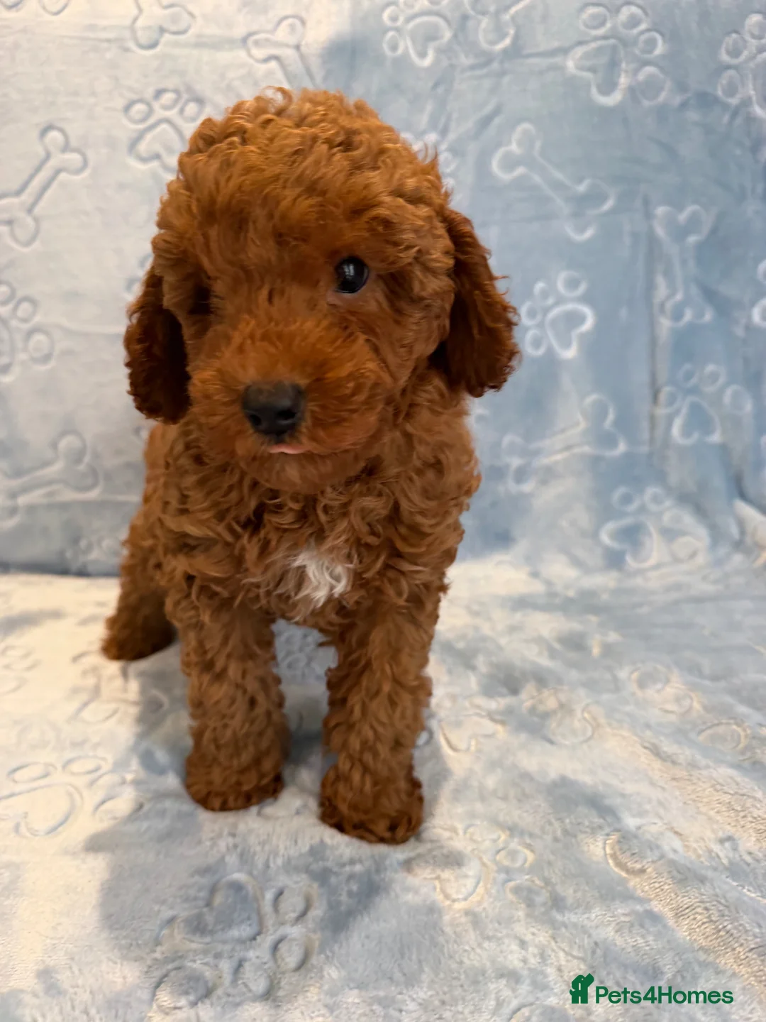 Toy Poodle dogs for sale: Beautiful health tested toy poodles  - Advert 1