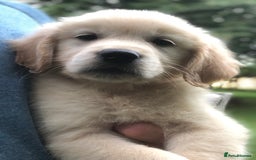 Golden Retriever dogs for sale: Super litter of Goldie pups carrying some colour  - Image 9