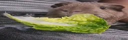 Guinea Pig rodents for sale: Two male guinea pigs free to a good home in Rugby - Advert 5