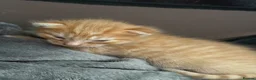 Mixed Breed cats for sale: 2 Orange boys  - Advert 3