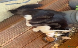 Mixed Breed cats for sale: GORGEOUS LONGHAIRED KITTENS FOR SALE!! - Image 9