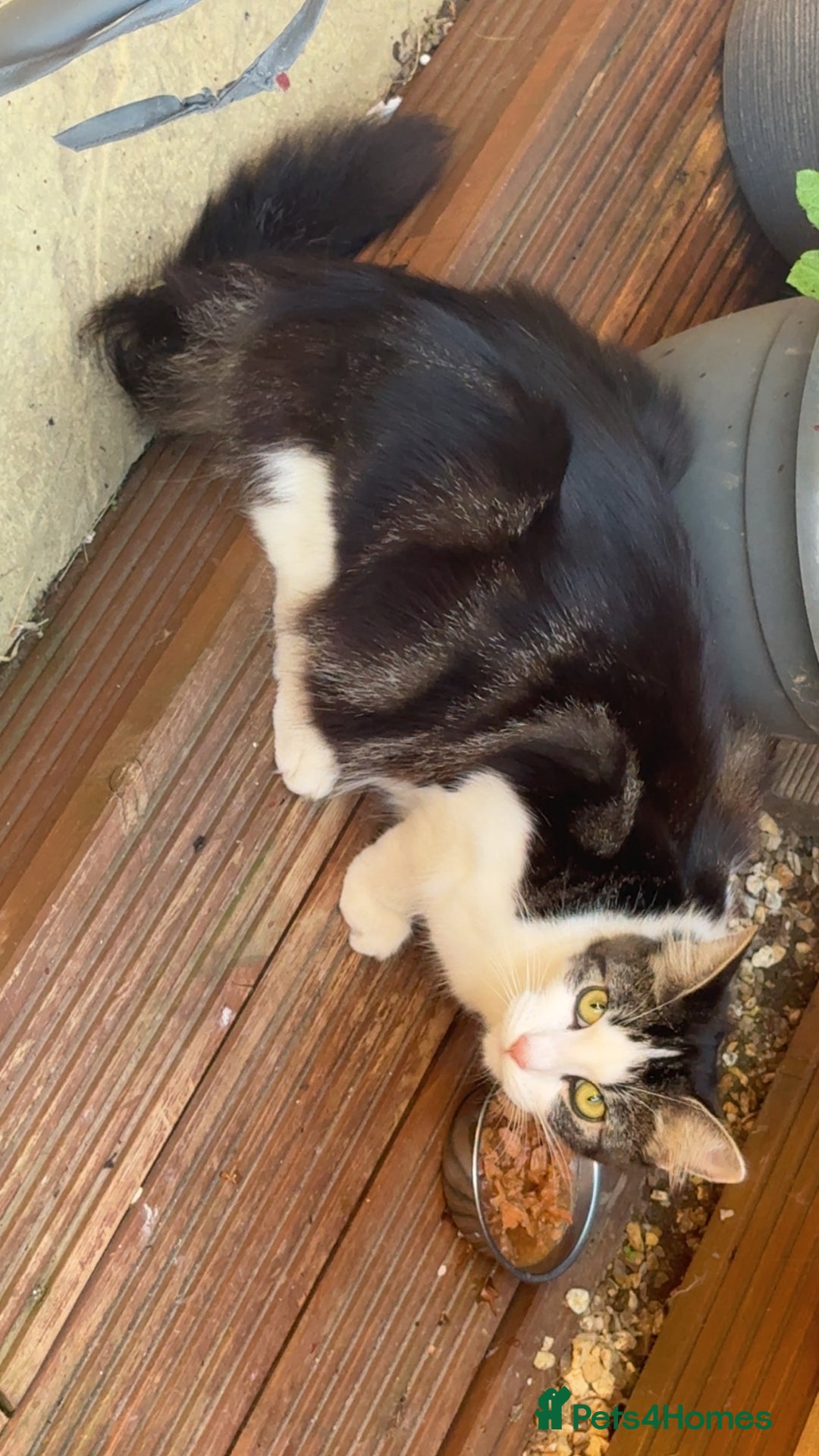 Mixed Breed cats for sale: GORGEOUS LONGHAIRED KITTENS FOR SALE!! - Image 9