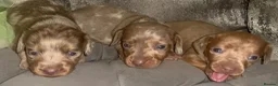 Miniature Dachshund dogs for sale: Kc dapple babies ready  **  weekend  in Leigh - Advert 6