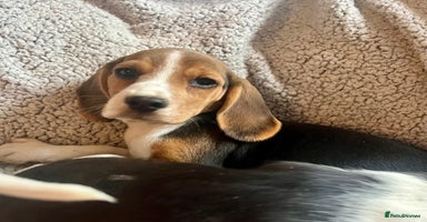 Beagle dogs - Advert 3