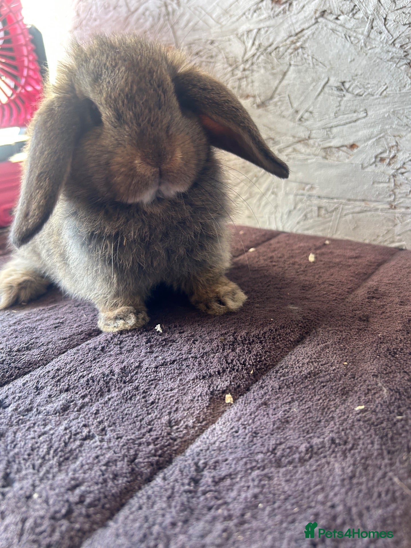 Mini Lop rabbits for sale: Mini lops - Advert 1
