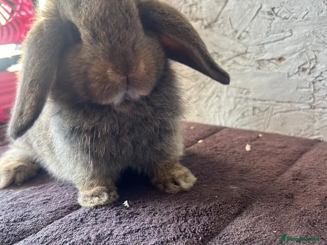 Mini Lop rabbits for sale: Mini lops - Advert 1