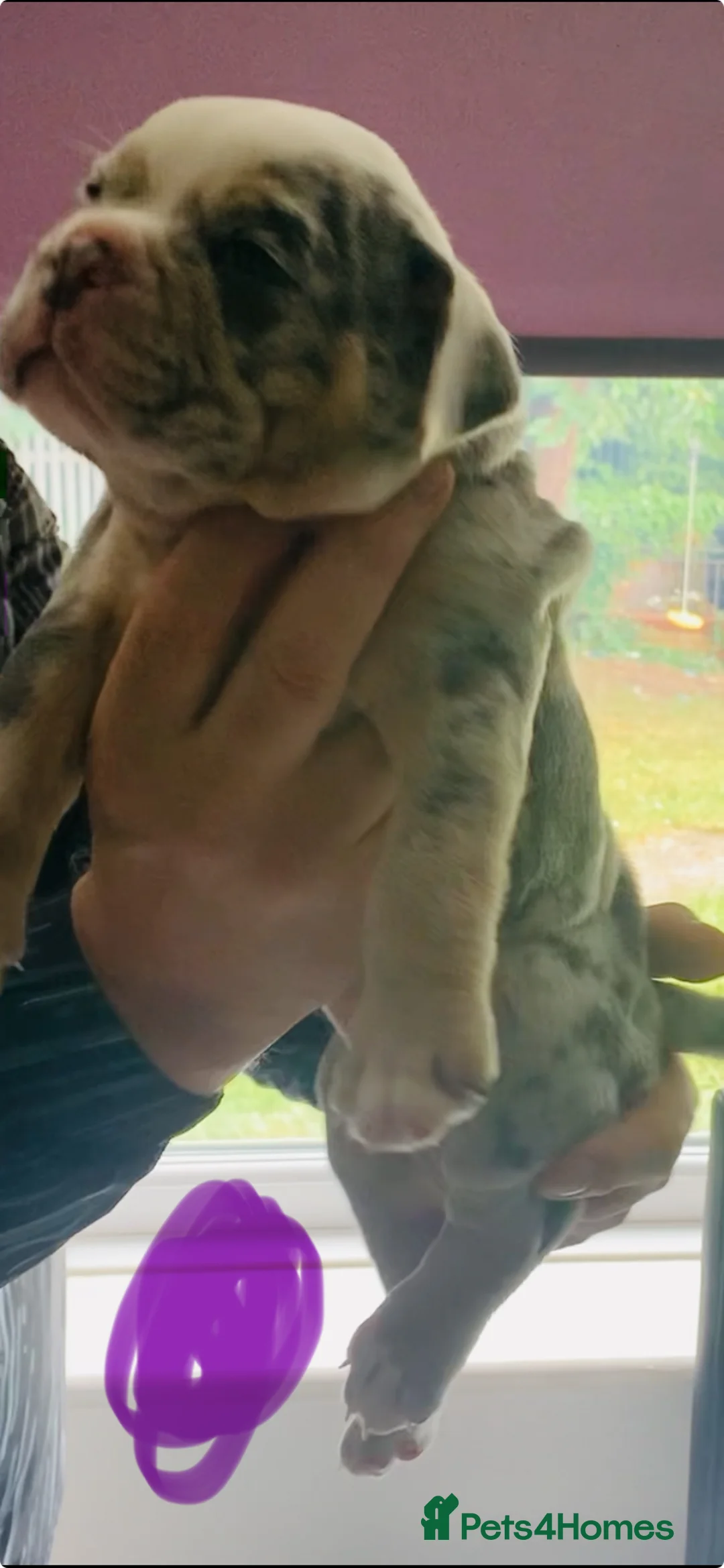 Dorset Olde Tyme Bulldogge dogs for sale: Olde tyme bull dog pups in North Shields - Advert 2