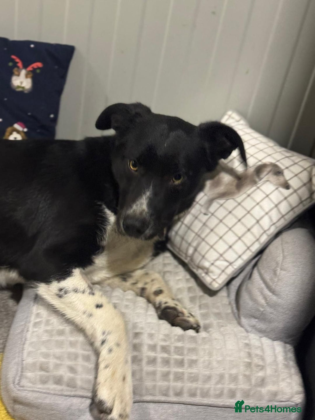 Mixed Breed dogs for adoption: Gorgeous Maylo looking for love - Advert 13