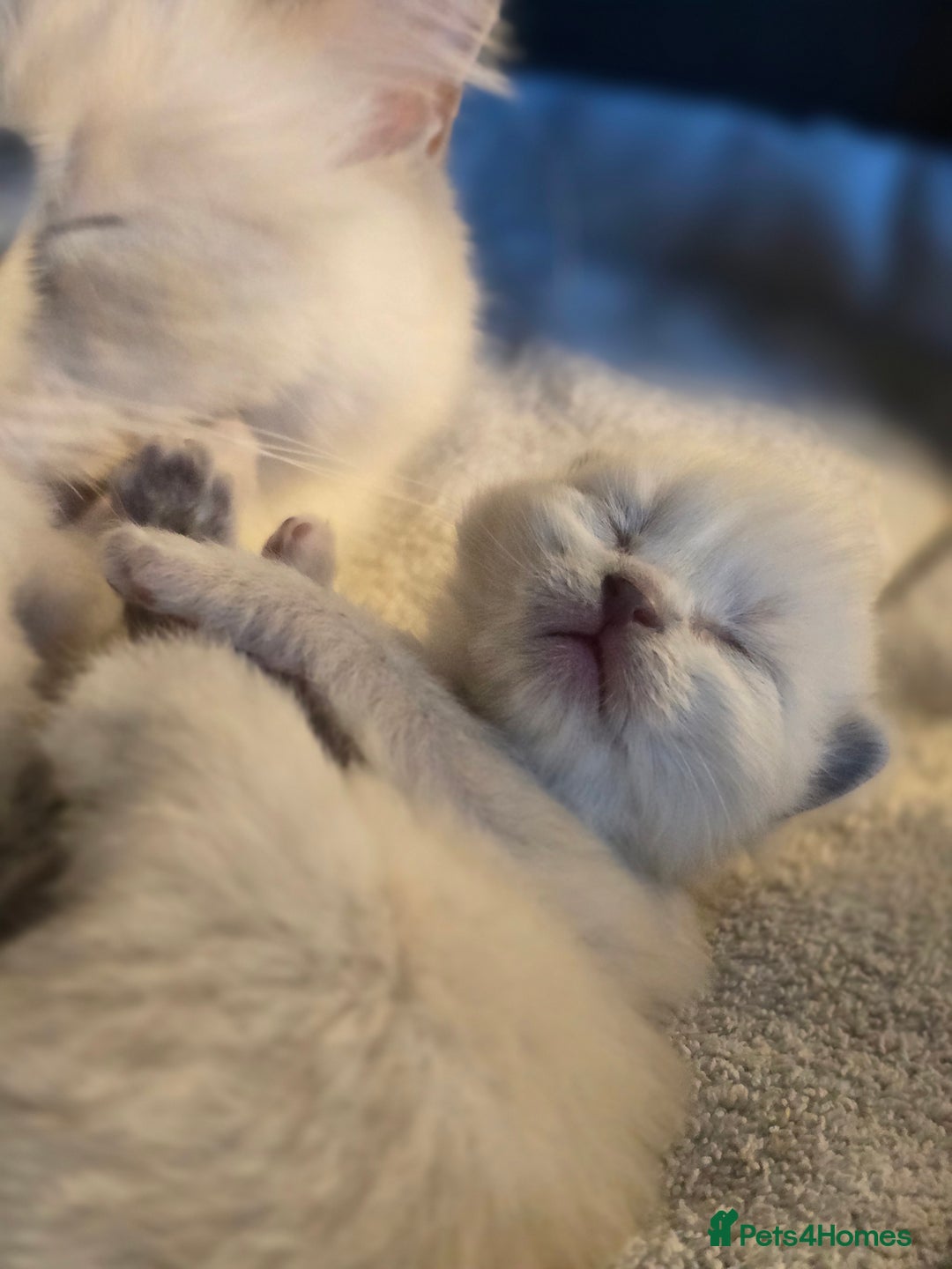 Ragdoll cats for sale: Precious GOOF Registered Ragdoll Kittens - 3 Girls - Advert 14