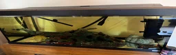 Axolotl reptiles for sale: Complete setup including 2 axolotyl  in Huddersfield - Advert 2