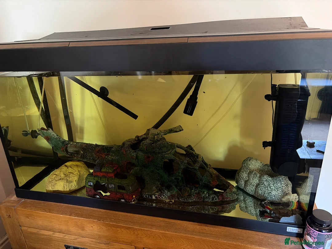 Axolotl reptiles for sale: Complete setup including 2 axolotyl  in Huddersfield - Advert 2