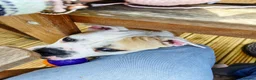 Alapaha Blue Blood Bulldog dogs for sale: Beautiful, 18 month Alapaha, pure breed  - Advert 3