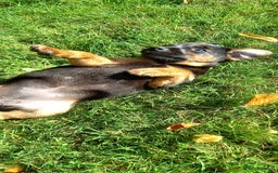 Mixed Breed dogs for sale: Border X Lakeland Terrier Puppies - Image 2