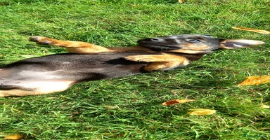 Mixed Breed dogs - Advert 5