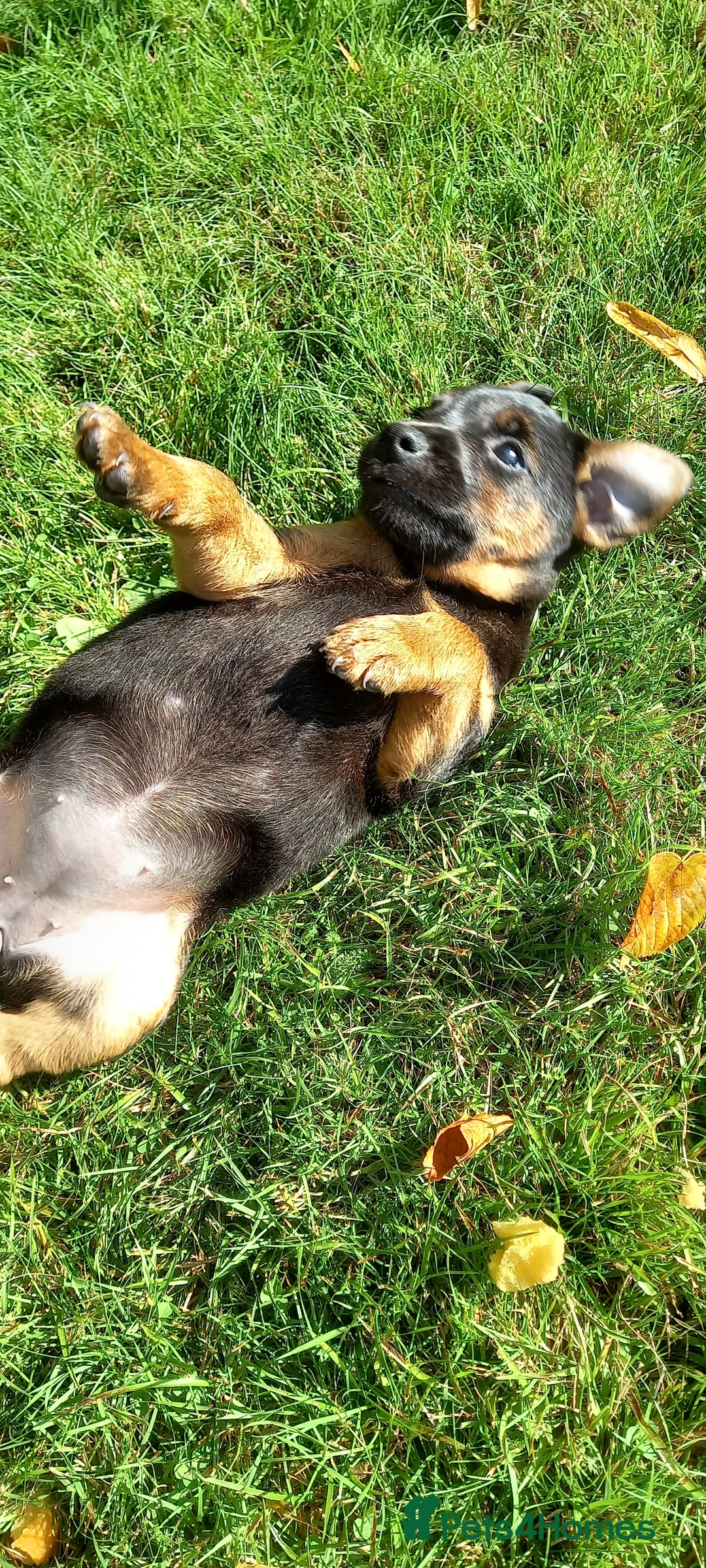 Mixed Breed dogs for sale: Border X Lakeland Terrier Puppies - Image 2