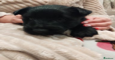 Scottish Terrier dogs Scottie terrier puppies - Advert 7