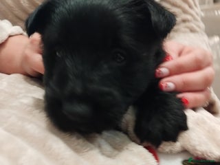 Scottish Terrier dogs Scottie terrier puppies (4 LEFT) - Advert 1