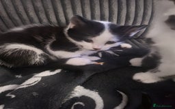 Mixed Breed cats for sale: Playful kittens  - Image 3