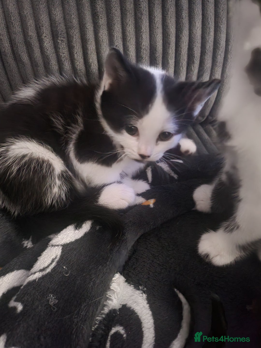 Mixed Breed cats for sale: Playful kittens  - Image 3
