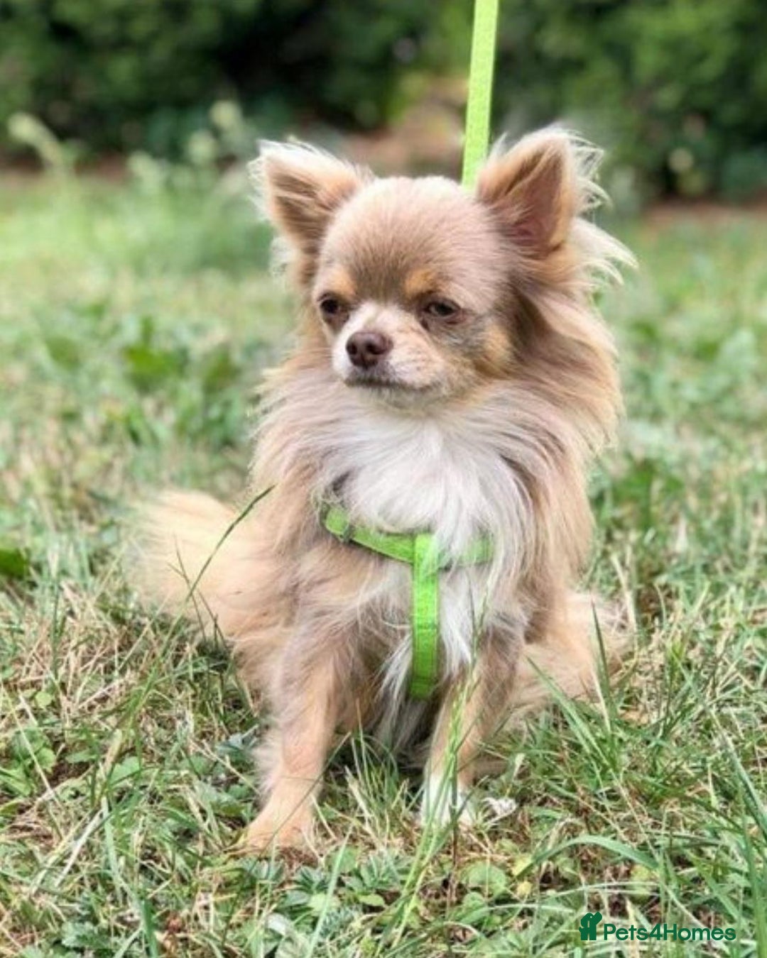 Chihuahua dogs for sale: Beautiful Tiny Chihuahua puppies  - Image 19