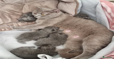 British Shorthair cats - Advert 4