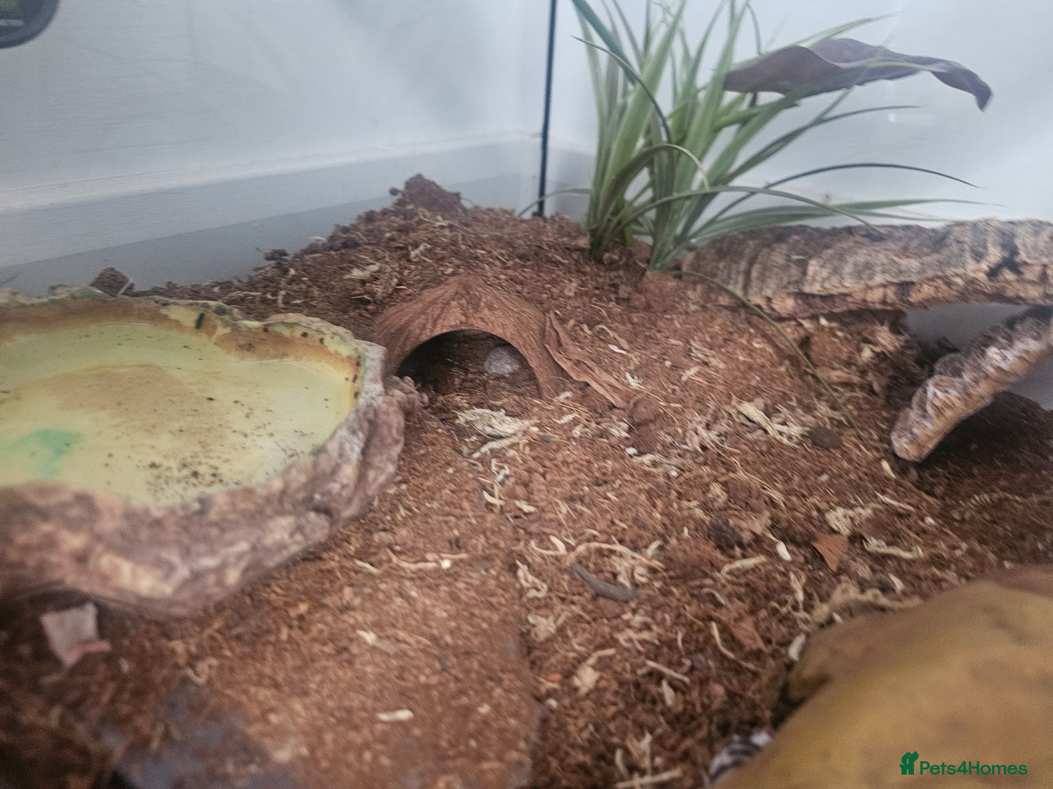 Leopard Gecko reptiles for sale: Male leopard gecko and equipment in Hemel Hempstead - Advert 6
